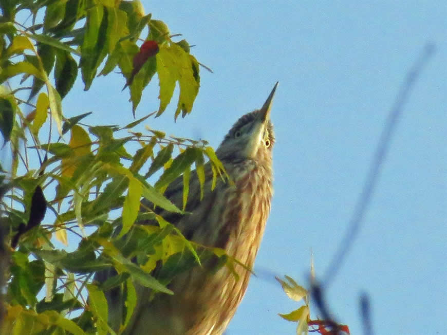pond heron or paddy bird